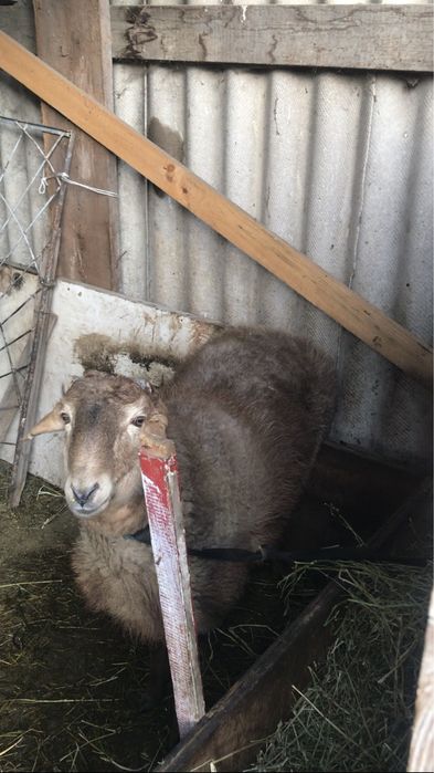 Продам баранов не дорого