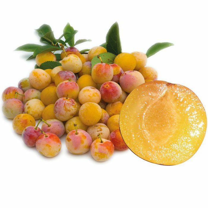 Prun Galben (Soiul De Nancy' Mirabelle)