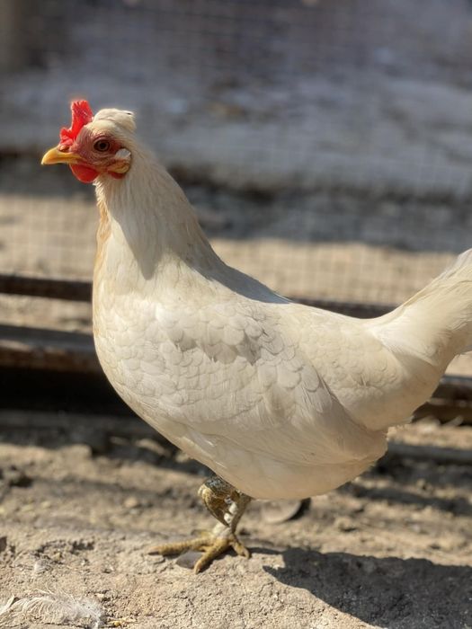 Vând ouă pentru incubat, găini americane