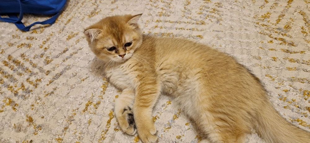 Породы : золотой шиншиллы.     6 ойлик