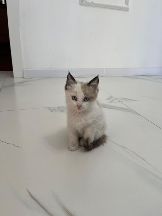 Отдам котенка в хорошие руки