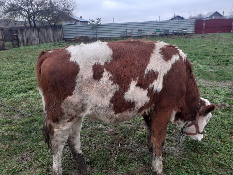 Vițea bălțată Românească,de vânzare