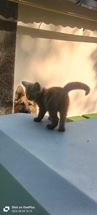 Дарю котенка девочка 1.5 месеца