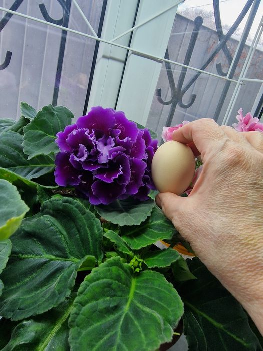 Продам цветы глоксинии