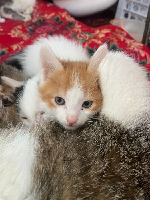 Котята в добрые руки !