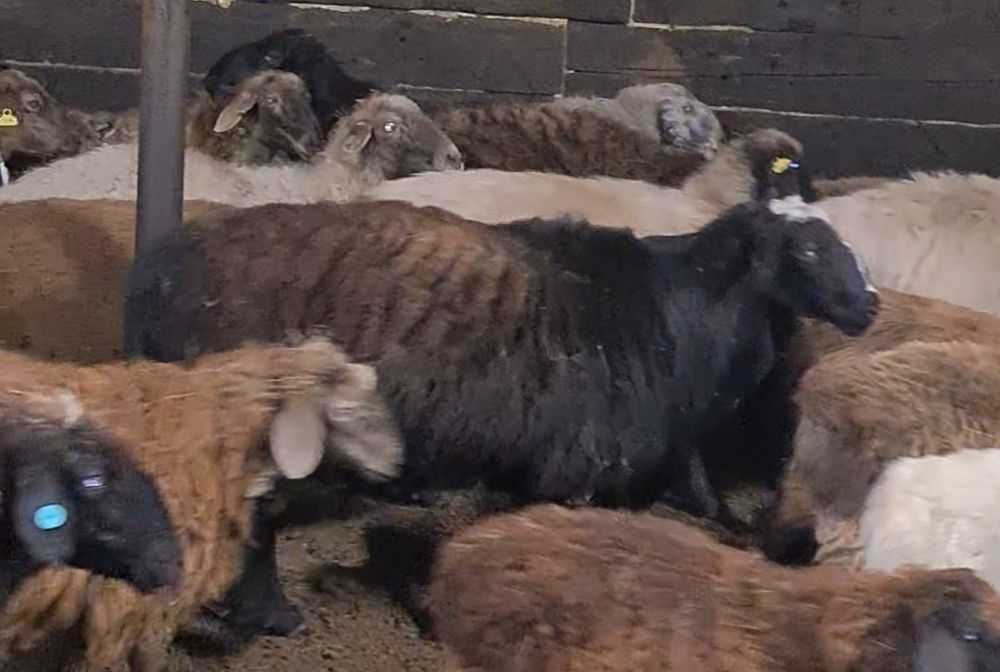 Продаю кошкаров 2шт  эдильбаи