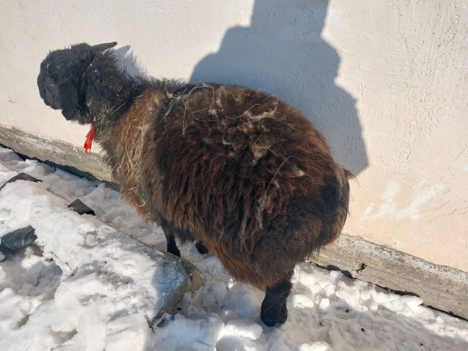 Қой сатылат баран