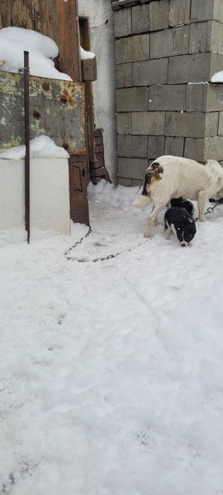 Отдам щенят , девочки в добрые руки