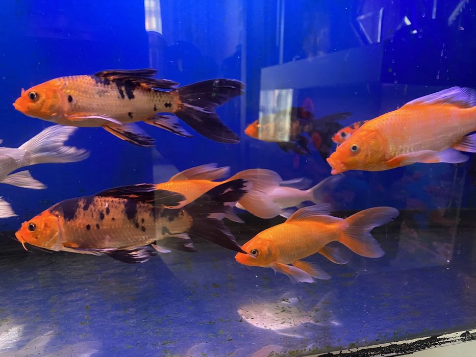 Продаю вуалевых карпов кои