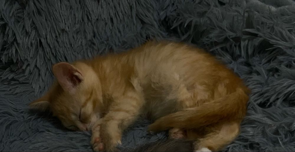 Отдам котенка в хорошие руки