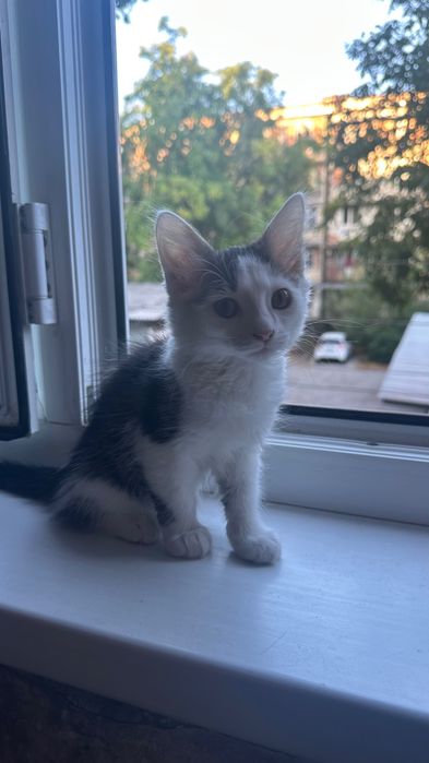 Котята домашние , приучены к лотку