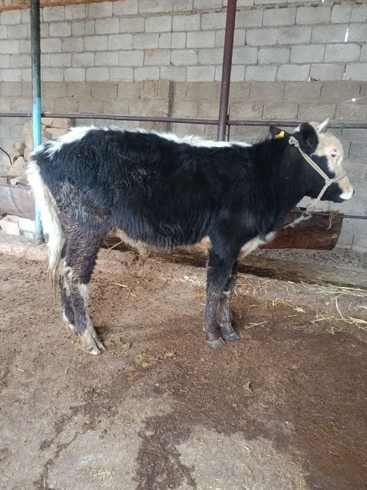 Еркек тана сатылады