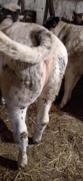 Vaci și Vițele de Vînzare