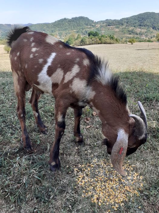 Vand Urgent, Țap Anglo Nubian cu pedigree, rasă pură