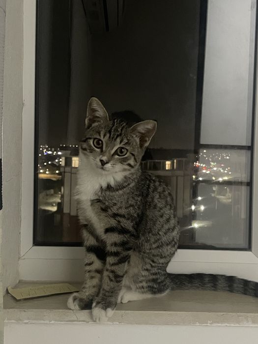 Ласковый и общительный кот