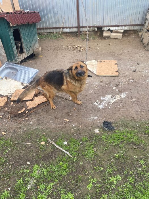 Немецкая овчарка