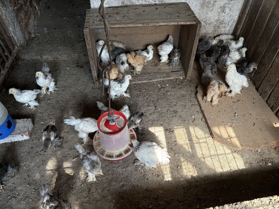 Cocosi brahma herminat inchis si silver