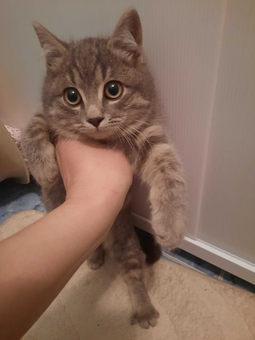 Котята красивые мальчик и девочка