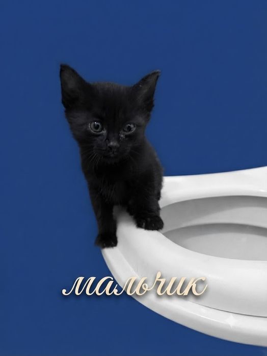 Котята в хорошие руки!