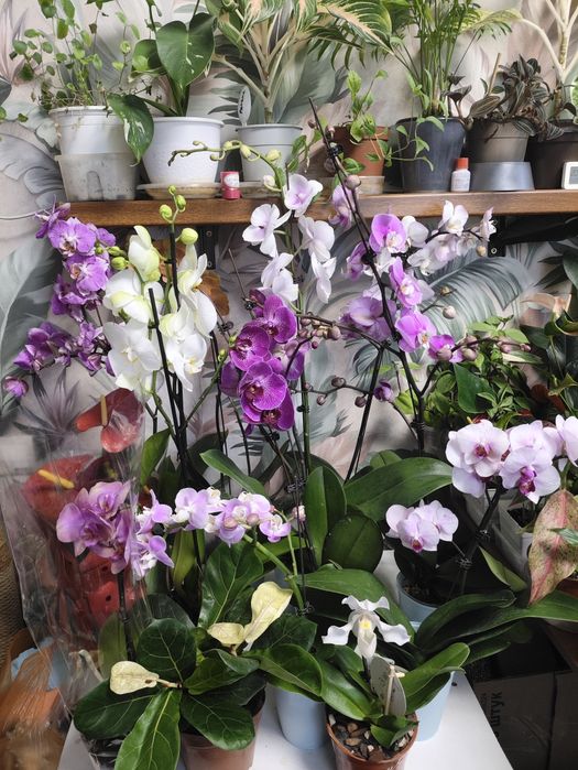 Орхидеи в подарок