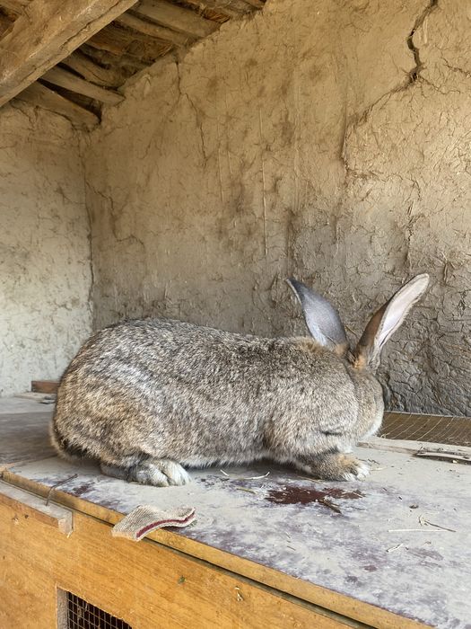 toza flandirlar sotiladi