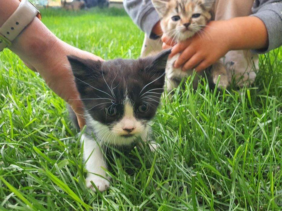 Подарявам котета