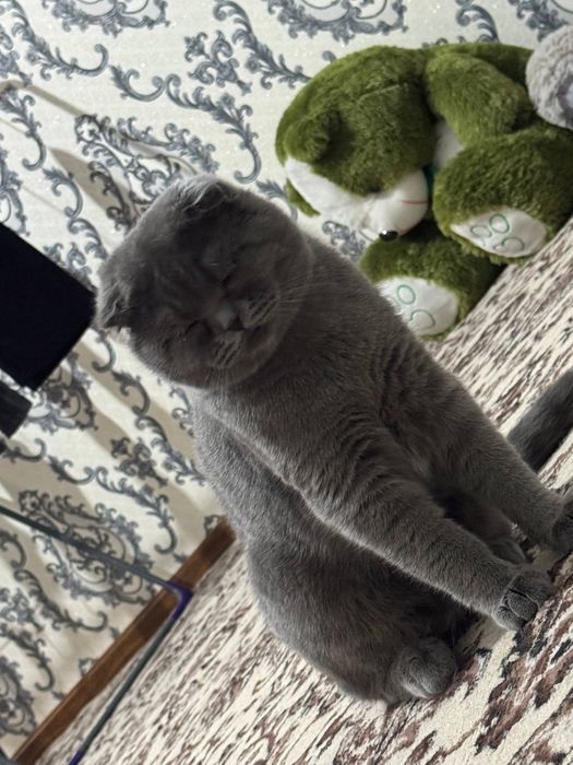 Mushuk sotiladi 6oylik