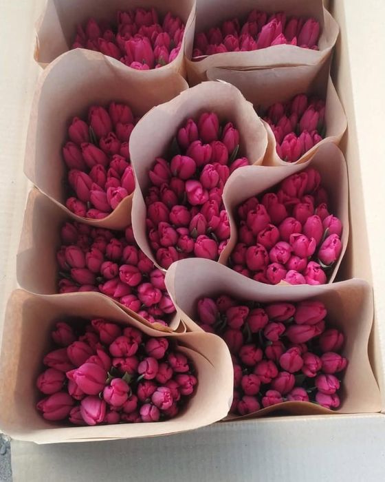 Тюльпаны к 14 февраля и 8 марта оптом