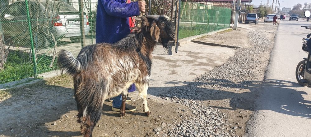 Эчки Така сотилади