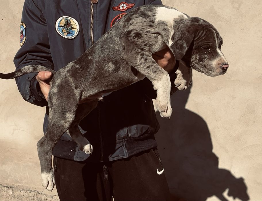 Щенки бутбуля XXl  Мерел