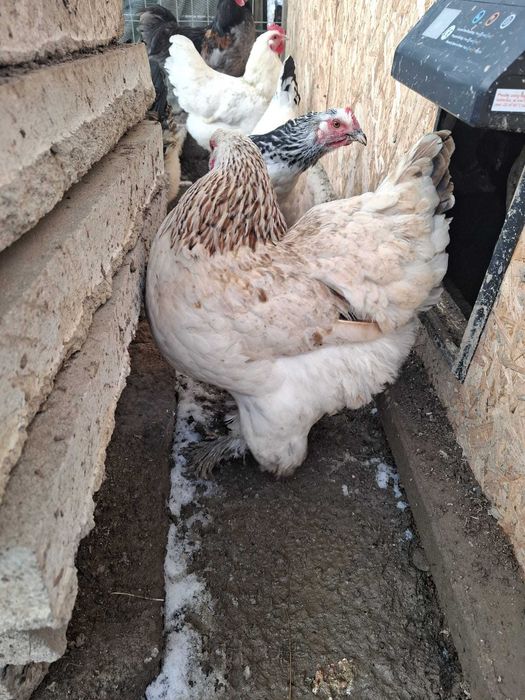 Ouă incubat Brahma, cocoși Brahma