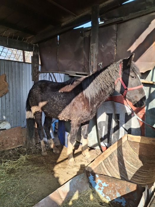 Продам лошадь, 2 шт