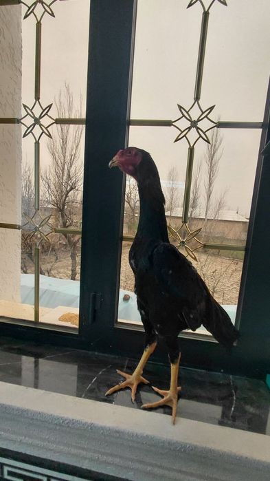 Kulangi xuroz sotiladi