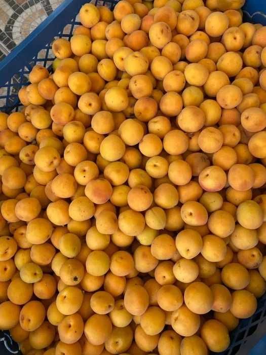 Абрикос плод "Урюк"