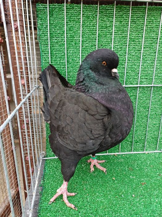 Vând porumbei king Ineu/ Arad