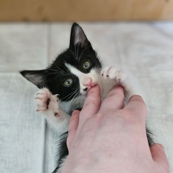 Котята в поисках дома ,  Ташкент !!!