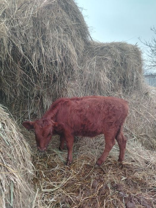 Продаётся бички, телачки
