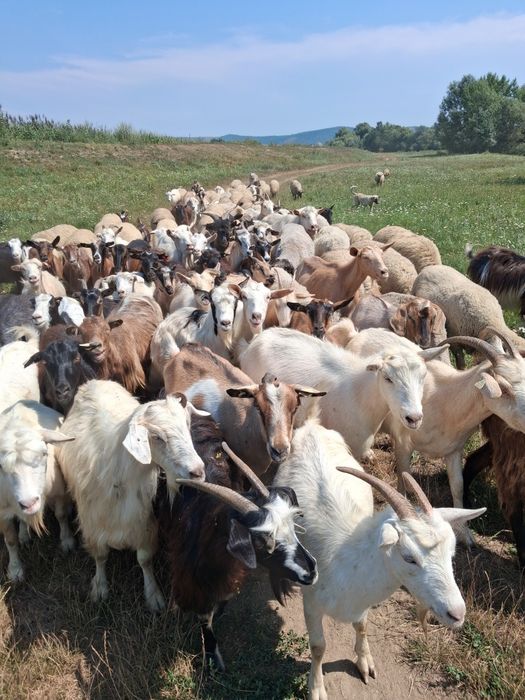 Vând 40 de capre foarte bune de lapte.Se pot vedea,mai multe detalii la numarul de telefon:0731891703