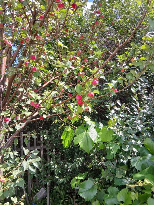 Продам дачу на союзе