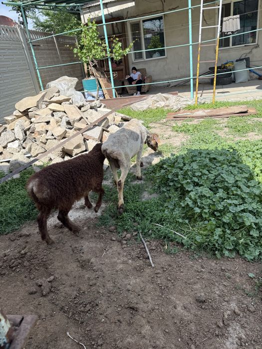 Продам откормленных баранов