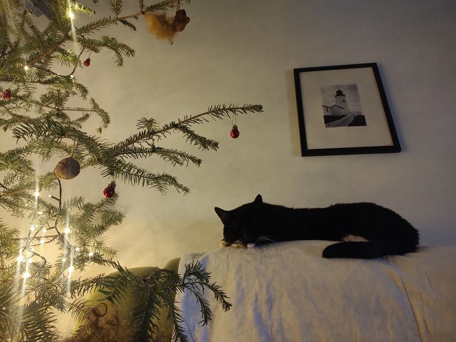 Pet sitter pisici