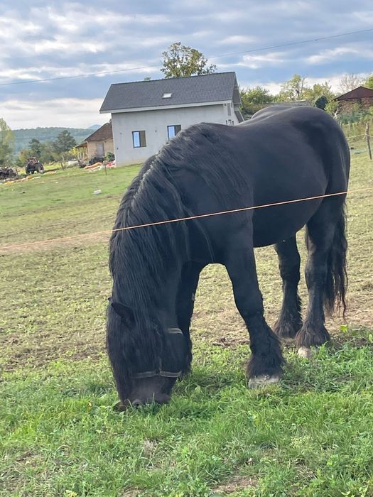 Armasar negru cuminte