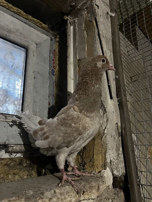 Голуби мальтийские курочки