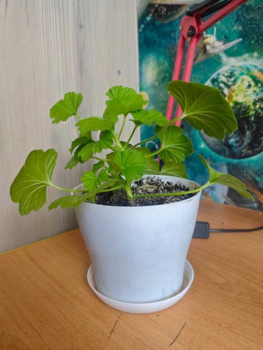 Продам герань (Пеларгония душистая)