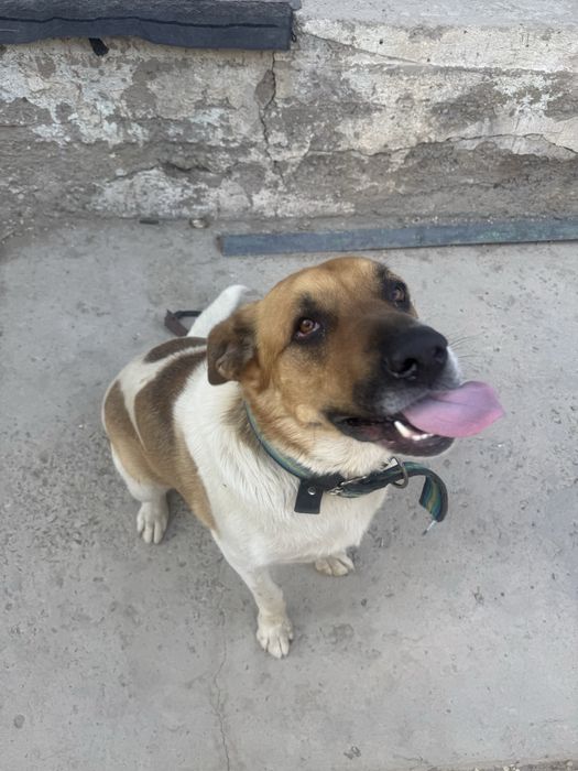 ищем сучку для вязки