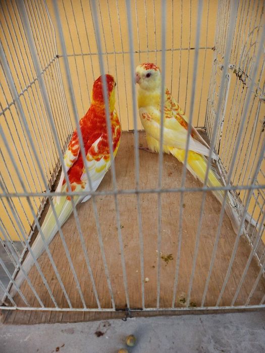 Певчий рубин пара