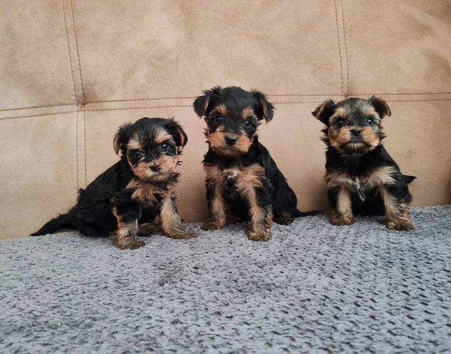 Йоркширски териер