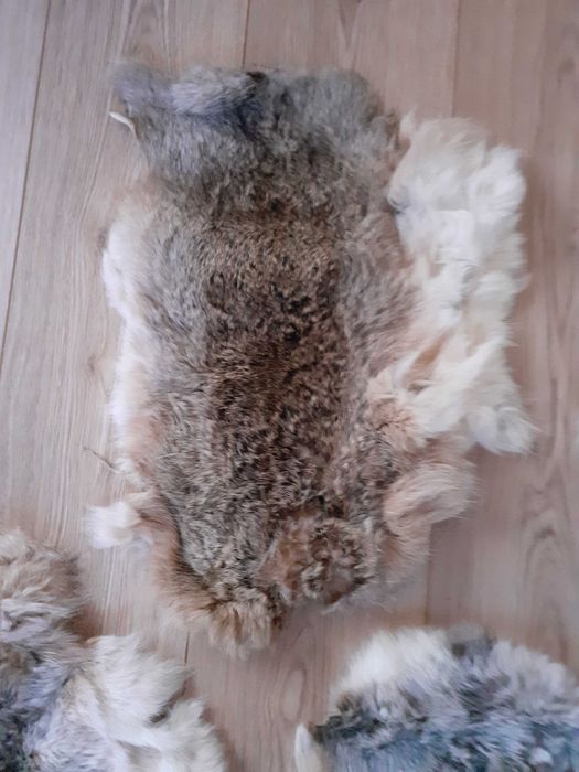 Piei/Blanuri argasite de iepure