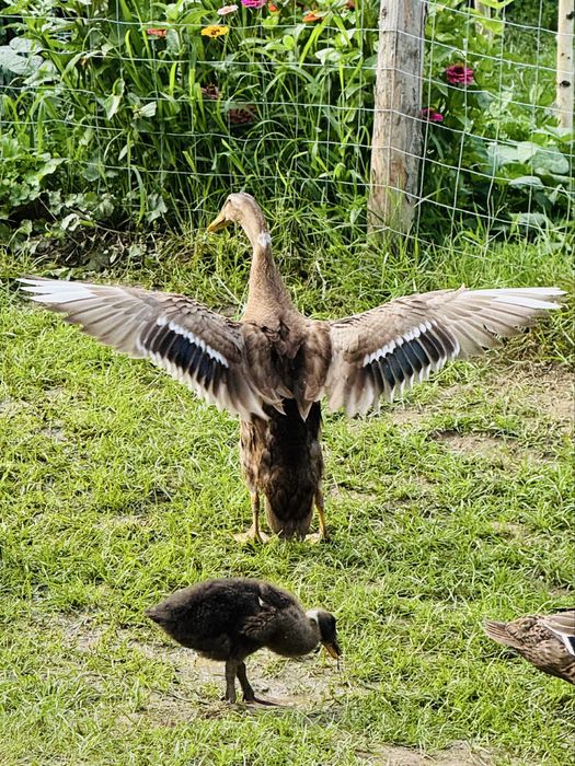 Vand  rate indiene alergatoare la reducere