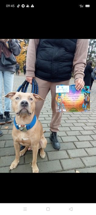 Американский питбуль терьер. Вязка